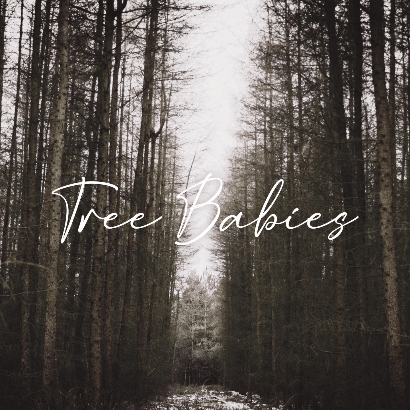 Tree Babies Footer SQ Tree Babies Footer SQ